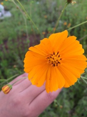 Cosmos sulphureus