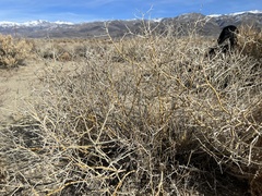 Psorothamnus polydenius