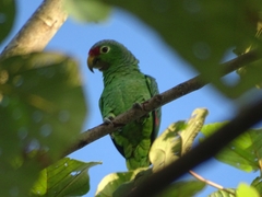 Amazona autumnalis salvini