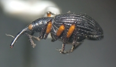 Apioninae
