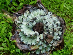 Ensete superbum