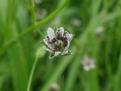 Microbotryum stellariae