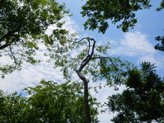 Lonchocarpus salvadorensis