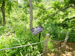 Lonchocarpus salvadorensis