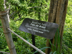 Haematoxylum brasiletto