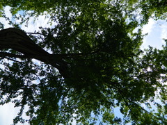 Haematoxylum brasiletto