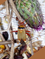 Adelphocoris vandalicus