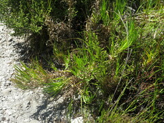 Pseudopentameris brachyphylla