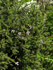 Disparago ericoides