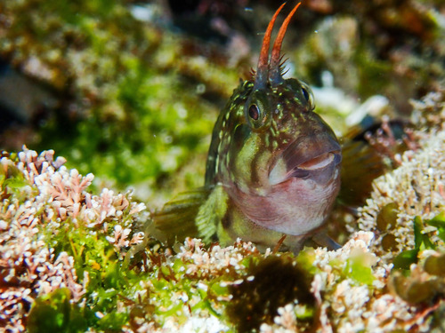 Horned blenny (Parablennius cornutus) — Blenniidae