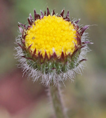 Erigeron compositus
