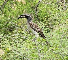 Lophoceros nasutus