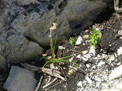 Ornithogalum schlechterianum