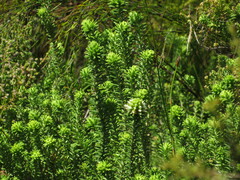 Campylostachys cernua