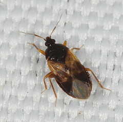 Lyctocoris