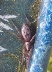 Scotophaeus pretiosus