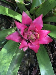 Canistrum cyathiforme