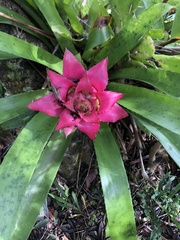 Canistrum cyathiforme