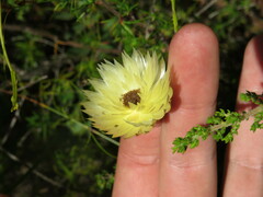 Edmondia