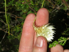 Edmondia