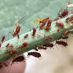 Uroleucon rudbeckiae