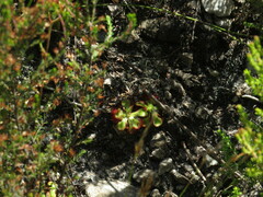 Drosera xerophila
