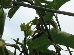 Lepidoptera