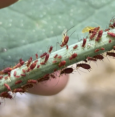 Uroleucon rudbeckiae