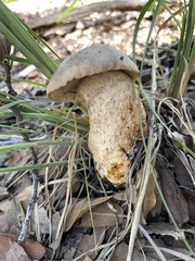 Retiboletus