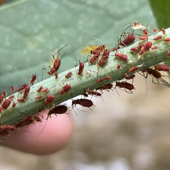 Uroleucon rudbeckiae