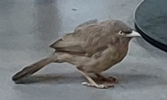 Argya striata