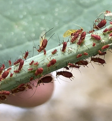 Uroleucon rudbeckiae