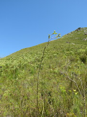 Thesium euphorbioides