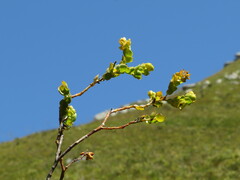 Thesium euphorbioides