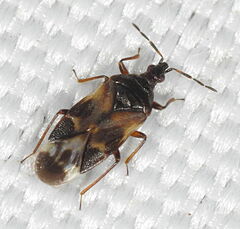 Anthocoris nemoralis