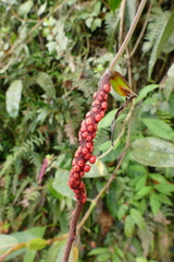 Anthurium gracile