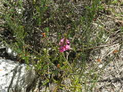 Erica pulchella