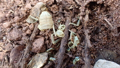 Buthus