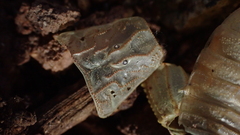 Buthus