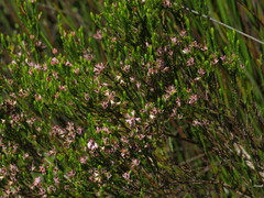 Erica corifolia