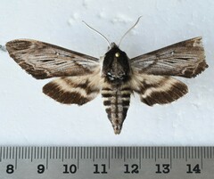 Sphinx gordius