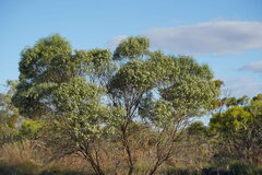 Myoporum platycarpum