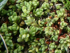 Crassula moschata