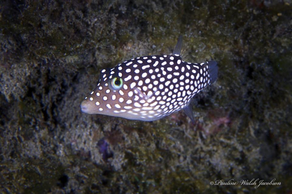 Hawaiian Whitespotted Toby