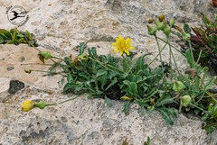 Reichardia picroides