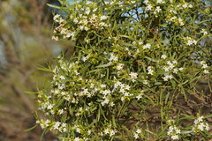 Myoporum platycarpum