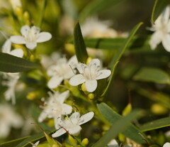 Myoporum platycarpum