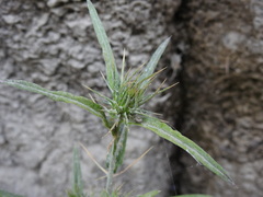 Ptilostemon stellatus