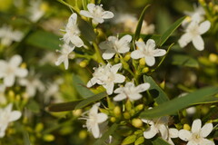 Myoporum platycarpum