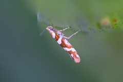 Argyresthia goedartella